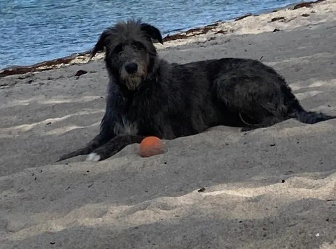 Schoenewohnung Mit Eigenem Gsrten Und Eingang Appartement *